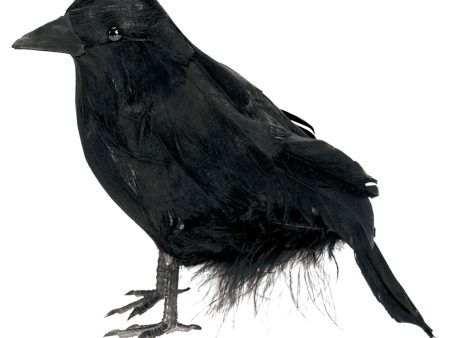 Small Raven For Cheap